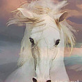 Silver Boy