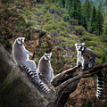 Lemur Family
